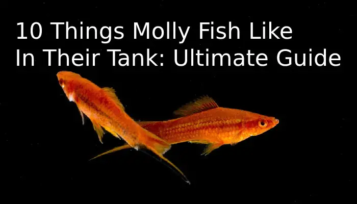 10 Things Molly Fish Like In Their Tank: Ultimate Guide