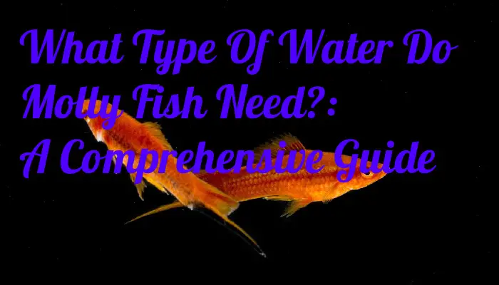 What Type Of Water Do Molly Fish Need?: A Comprehensive Guide