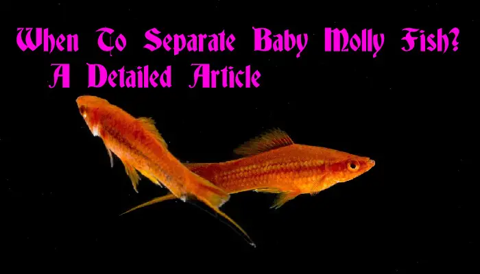 When To Separate Baby Molly Fish?| A Detailed Article