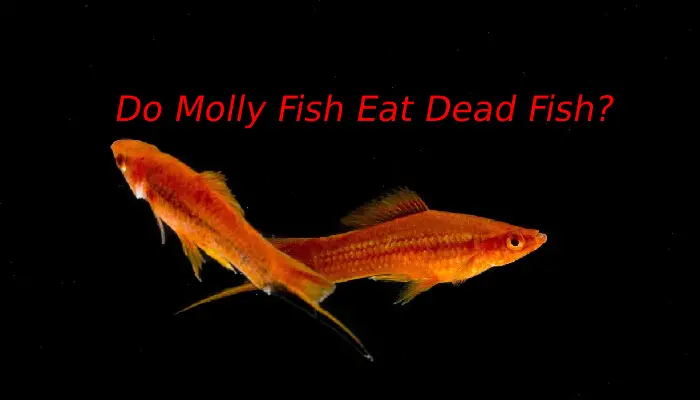 Do Molly Fish Eat Dead Fish?