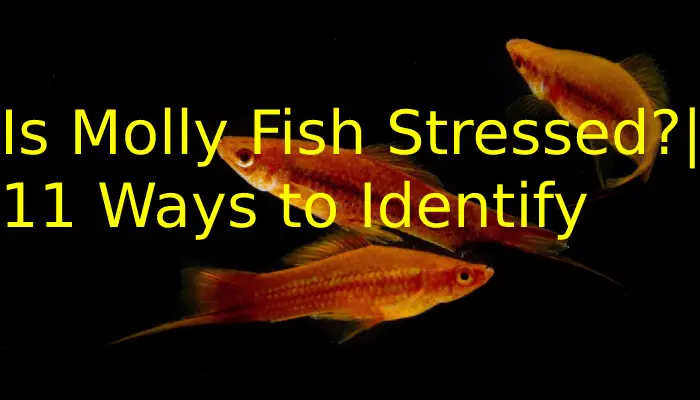 Is Molly Fish Stressed?|11 Ways to Identify