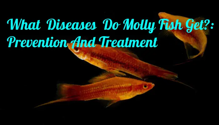 What Diseases Do Molly Fish Get?: Prevention And Treatment