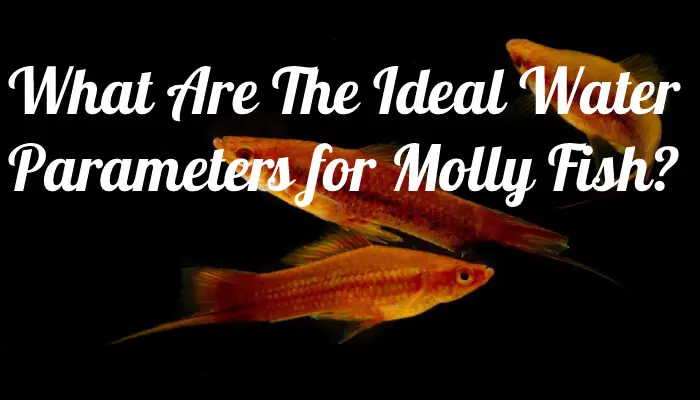 What Are The Ideal Water Parameters for Molly Fish?