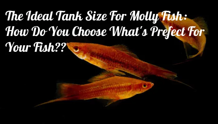 The Ideal Tank Size For Molly Fish: How Do You Choose What's Prefect For Your Fish??