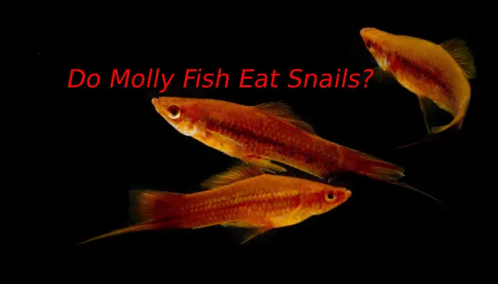 Do Molly Fish Eat Snails?
