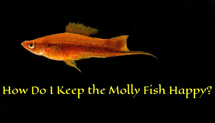 How Do I Keep the Molly Fish Happy?
