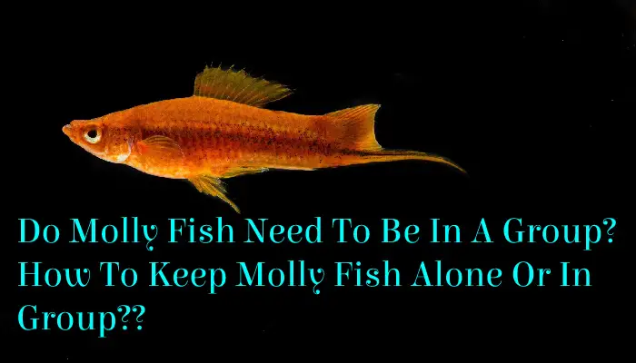 Do Molly Fish Need To Be In A Group?| How To Keep Molly Fish Alone Or In Group??