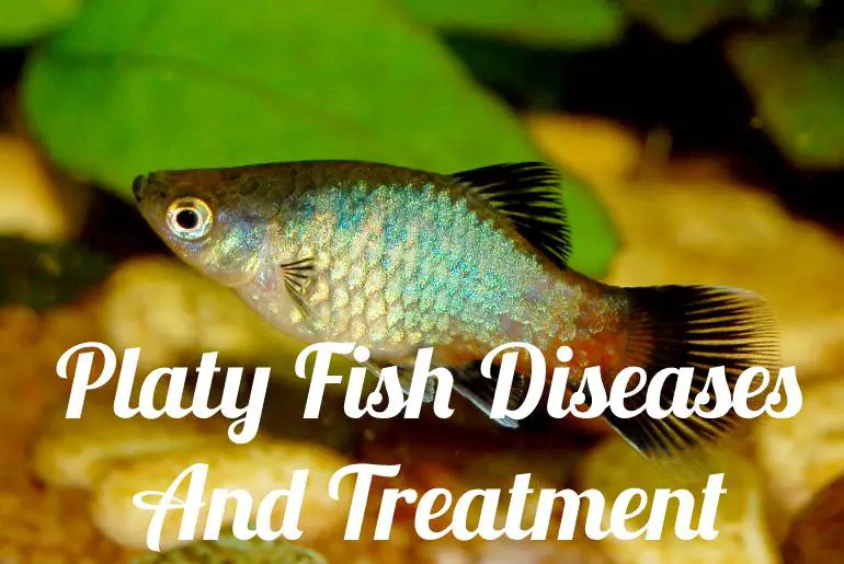 Platy Fish Diseases And Treatment