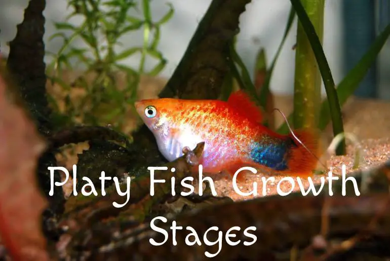 Platy Fish Growth Stages