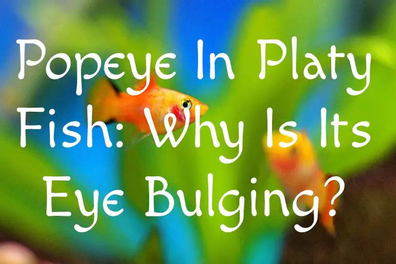 Popeye In Platy Fish: Why Is Its Eye Bulging?