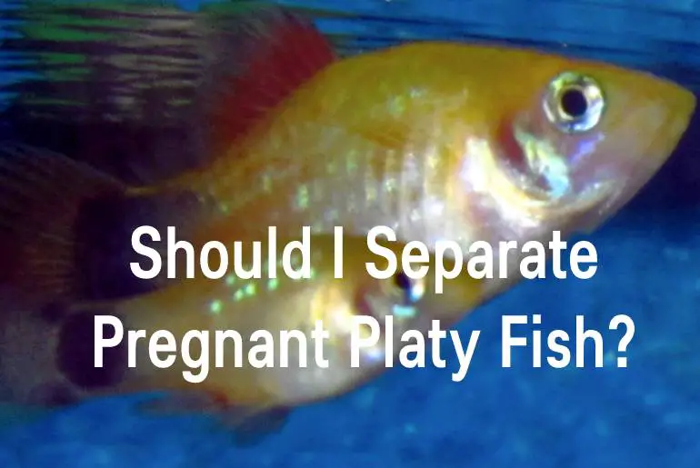 Should I Separate Pregnant Platy Fish?