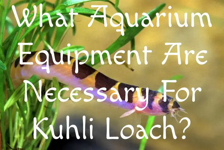 What Aquarium Equipment Are Necessary For Kuhli Loach?