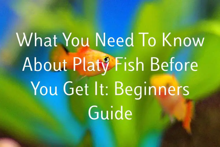 What You Need To Know About Platy Fish Before You Get It: Beginners Guide