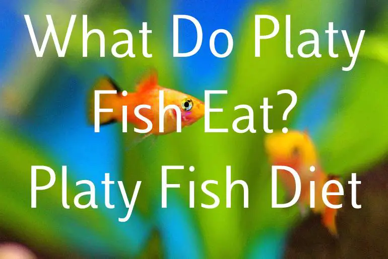 What Do Platy Fish Eat