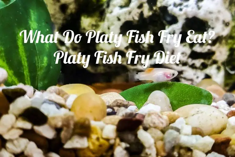 What Do Platy Fish Fry Eat? | Platy Fish Fry Diet