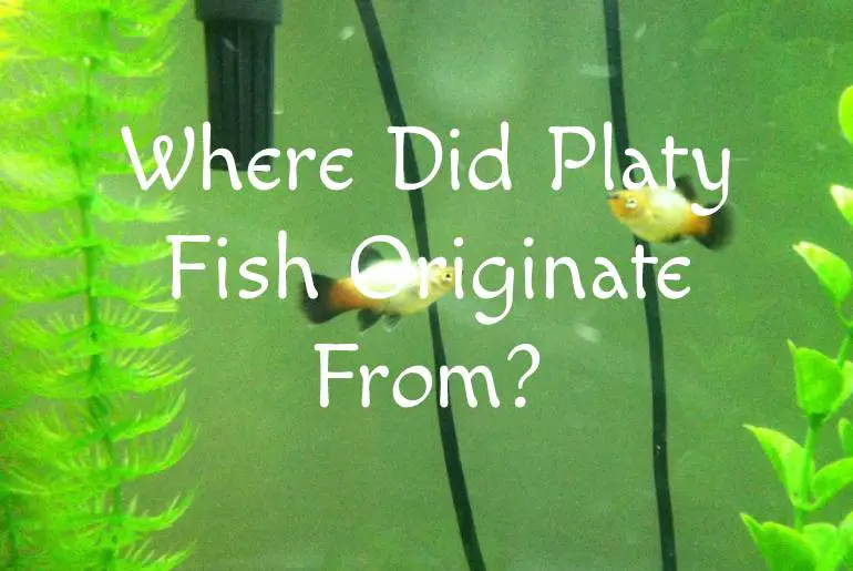 Where Did Platy Fish Originate From?