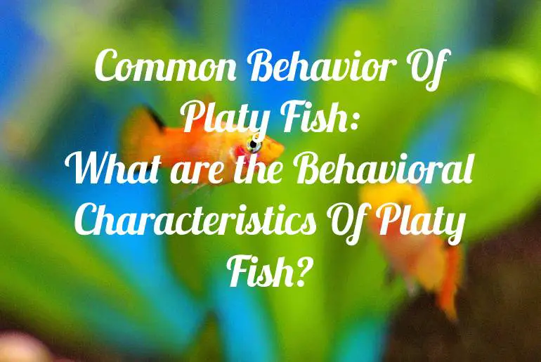 Common Behavior Of Platy Fish: What are the Behavioral Characteristics Of Platy Fish?