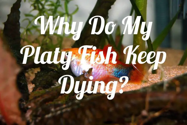 Why Do My Platy Fish Keep Dying?