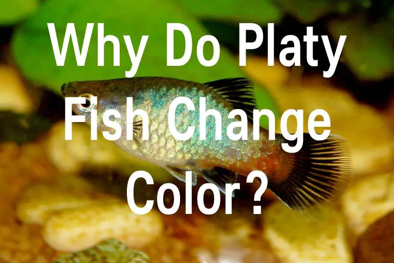 Why Do Platy Fish Change Color