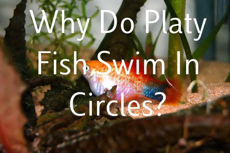 Why Do Platy Fish Swim In Circles?