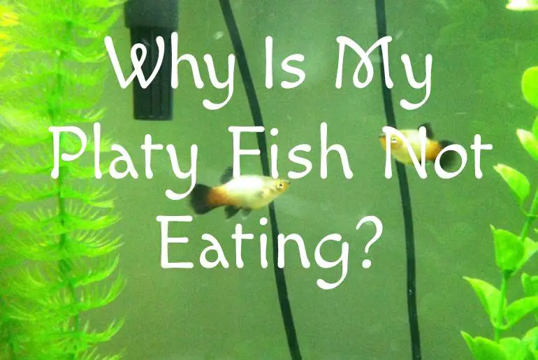 Why Is My Platy Fish Not Eating?