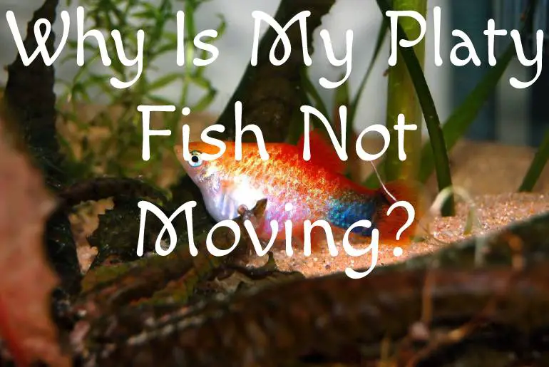 Why Is My Platy Fish Not Moving?