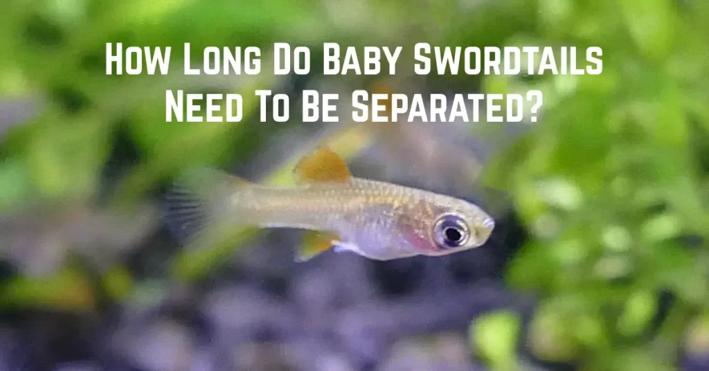 How Long Do Baby Swordtails Need To Be Separated?