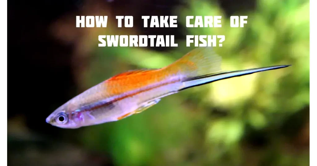 How To Take Care Of Swordtail Fish?