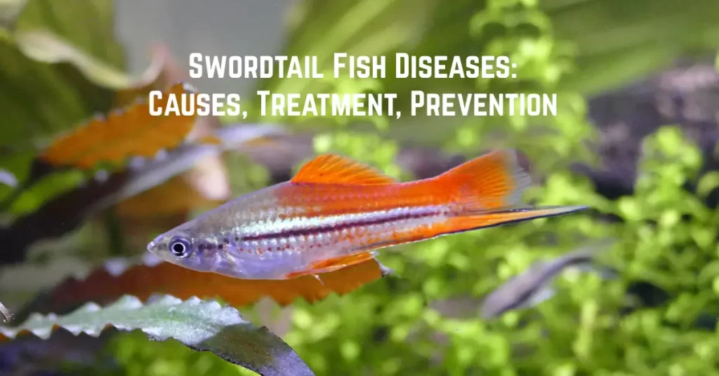 Swordtail Fish Diseases: Causes, Treatment, Prevention