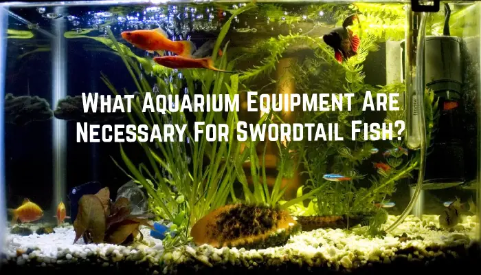 What Aquarium Equipment Are Necessary For Swordtail Fish?
