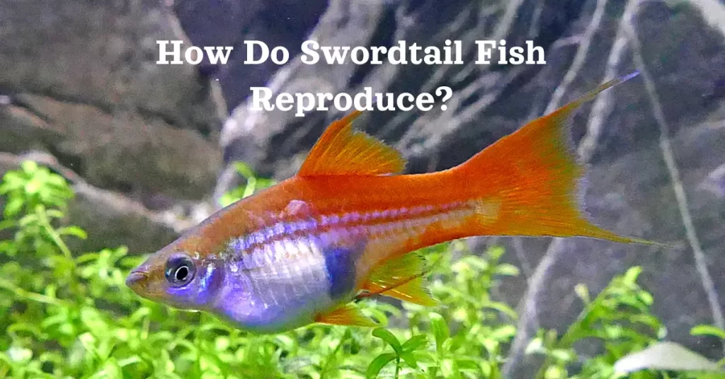 How Do Swordtail Fish Reproduce?