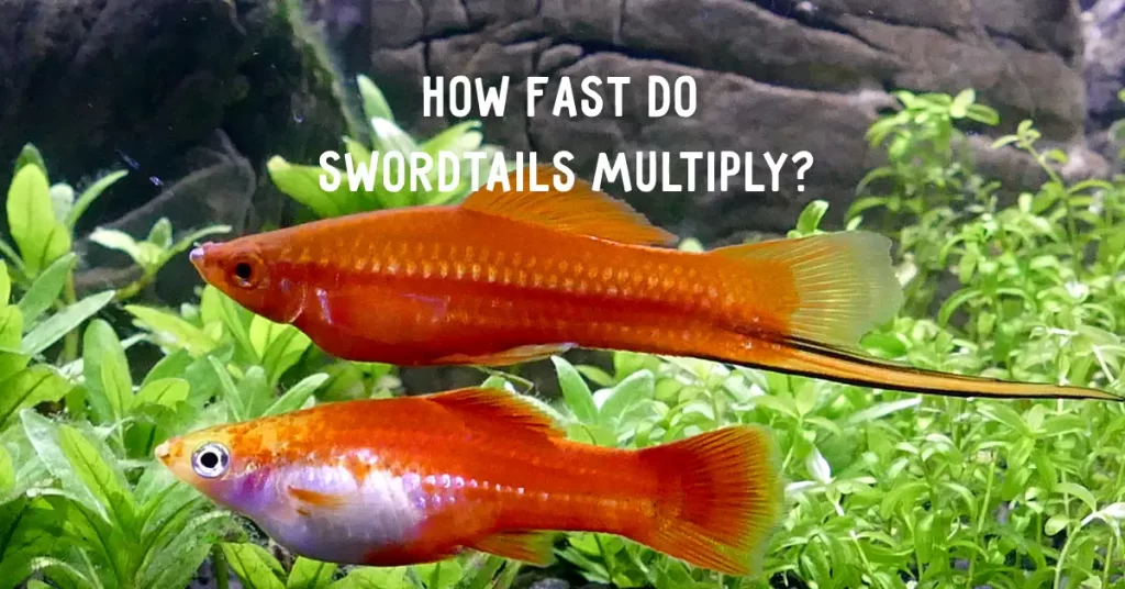 How Fast Do Swordtails Multiply?
