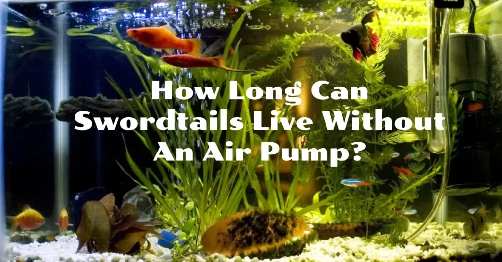 How Long Can Swordtails Live Without An Air Pump?