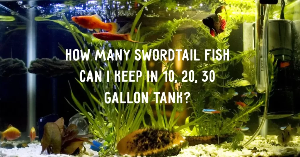 How Many Swordtail Fish Can I Keep in 10, 20, 30 Gallon Tank?