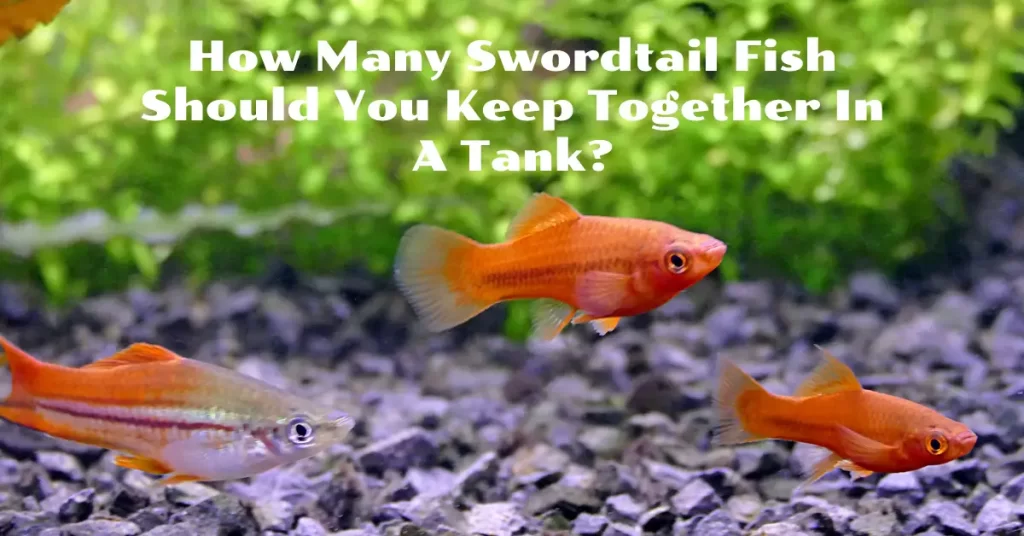 How Many Swordtail Fish Should You Keep Together In A Tank?