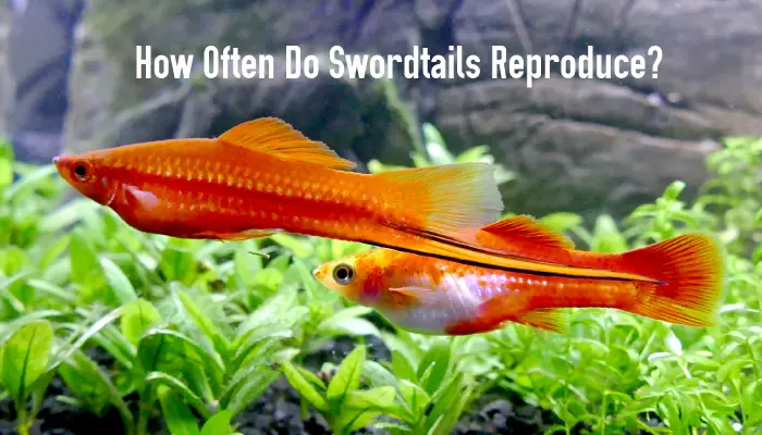 How Often Do Swordtails Reproduce?