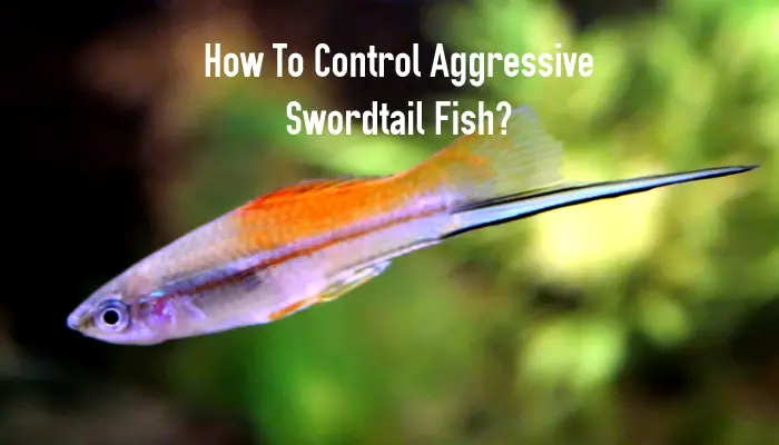 How To Control Aggressive Swordtail Fish?