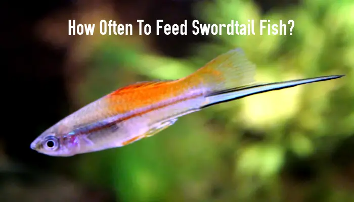 How Often To Feed Swordtail Fish?