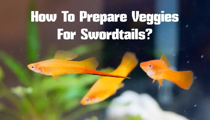 How To Prepare Veggies For Swordtails?