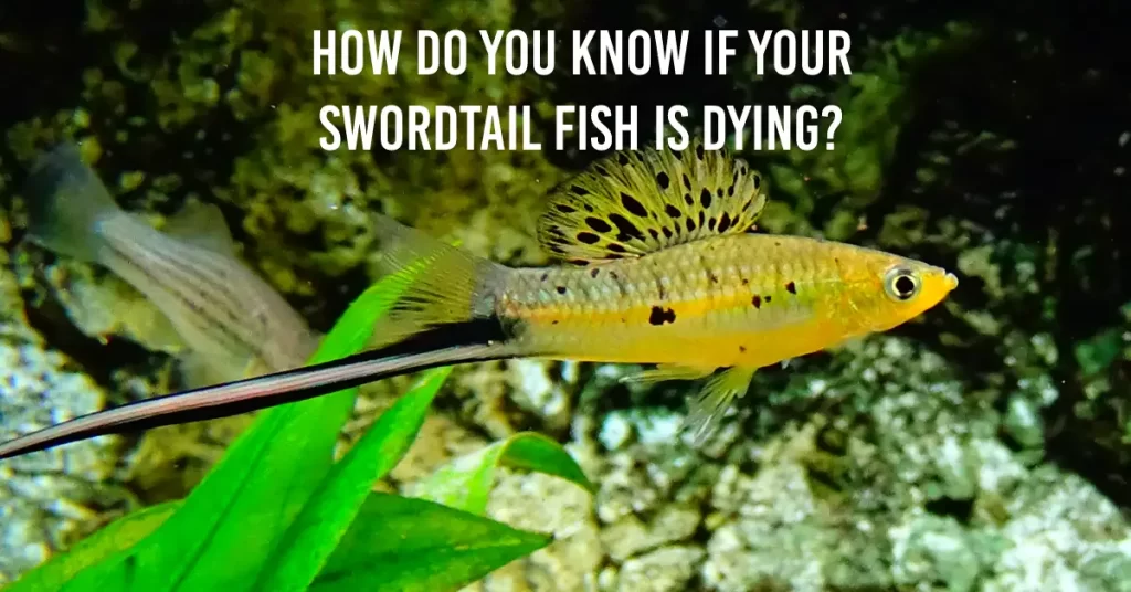 How Do You Know If Your Swordtail Fish Is Dying?