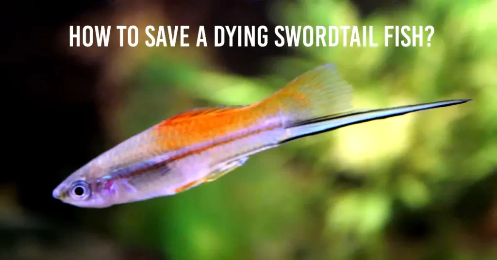 How To Save A Dying Swordtail Fish?