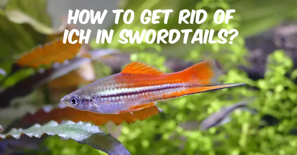 How To Get Rid Of Ich In Swordtails?