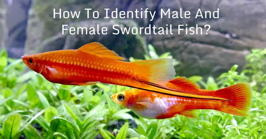 How To Identify Male And Female Swordtail Fish?
