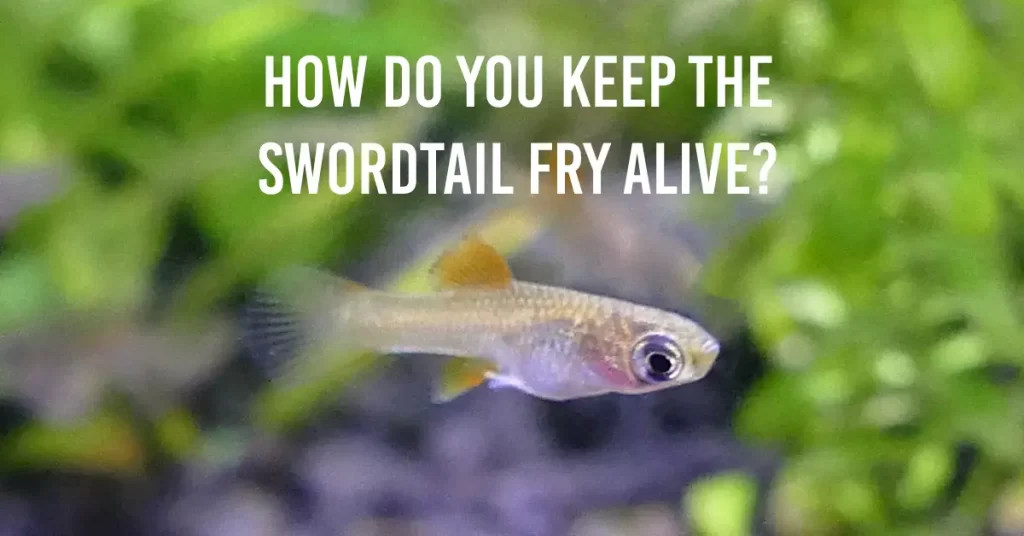 How Do You Keep The Swordtail Fry Alive?