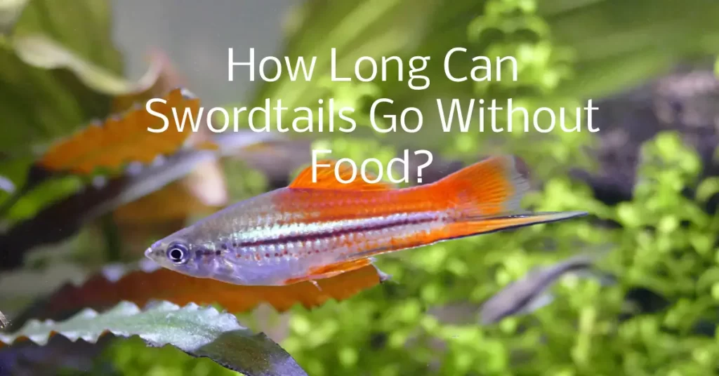 How Long Can Swordtails Go Without Food?