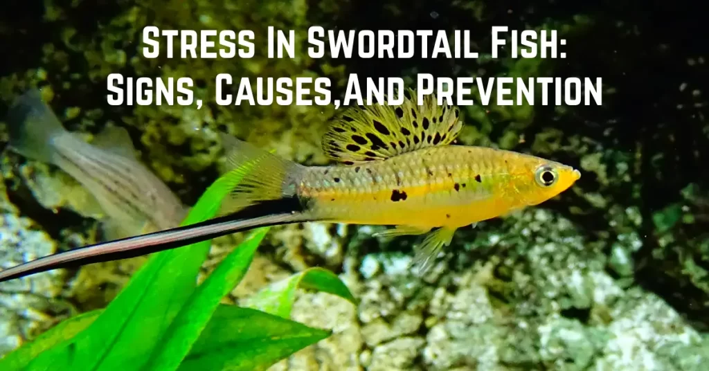 Stress In Swordtail Fish: Signs, Causes, Prevention