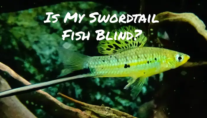 Is My Swordtail Fish Blind?