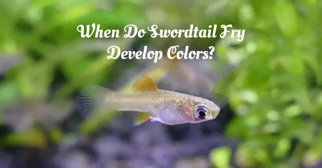 When Do Swordtail Fry Develop Colors?