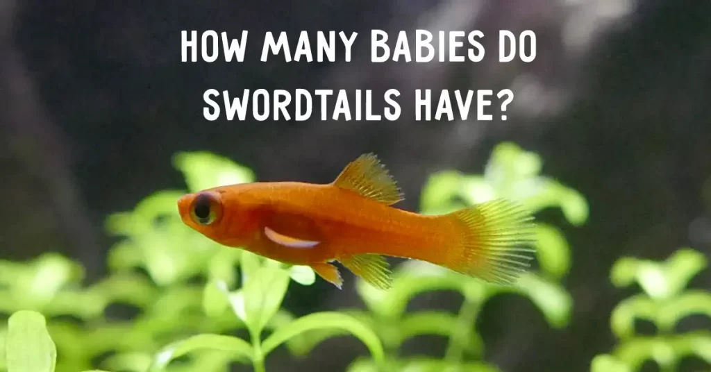 How Many Babies Do Swordtails Have?