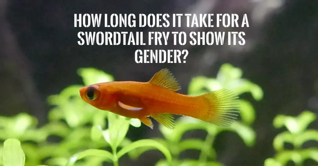 How Long Does It Take For A Swordtail Fry To Show Its Gender?